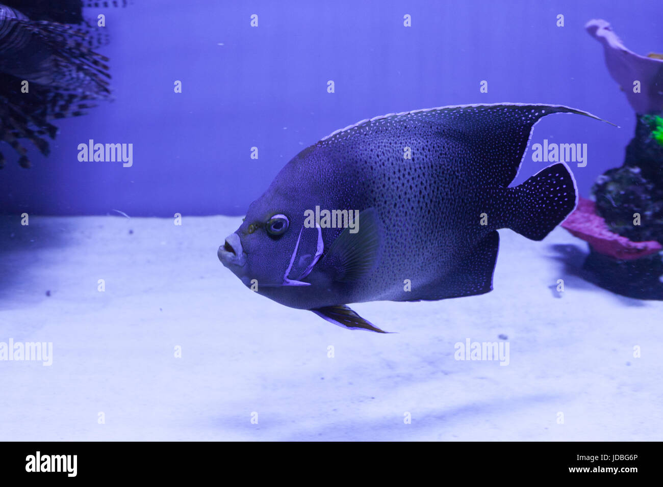 Semicircle angelfish on the bottom. Pomacanthus semicirculatus Stock
