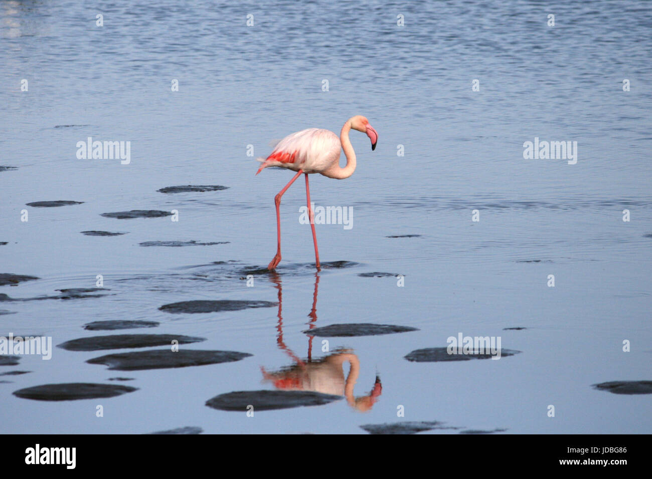 Pink flamingo (phoenicopterus) wading in the sea at Walvis Bay, Namibia, Africa. Stock Photo
