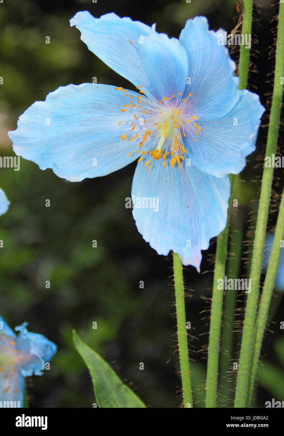 Himalayan Blue Poppy (Meconopsis 'Lingholm' variety), flowering in a shady spot in an English garden in June, UK Stock Photo