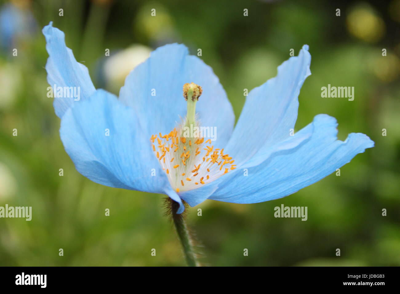 Meconopsis x sheldonii lingholm hi-res stock photography and images - Alamy