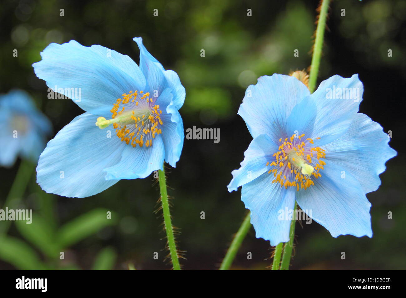 Himalayan Blue Poppy (Meconopsis 'Lingholm' variety), flowering in a shady spot in an English garden in June, UK Stock Photo