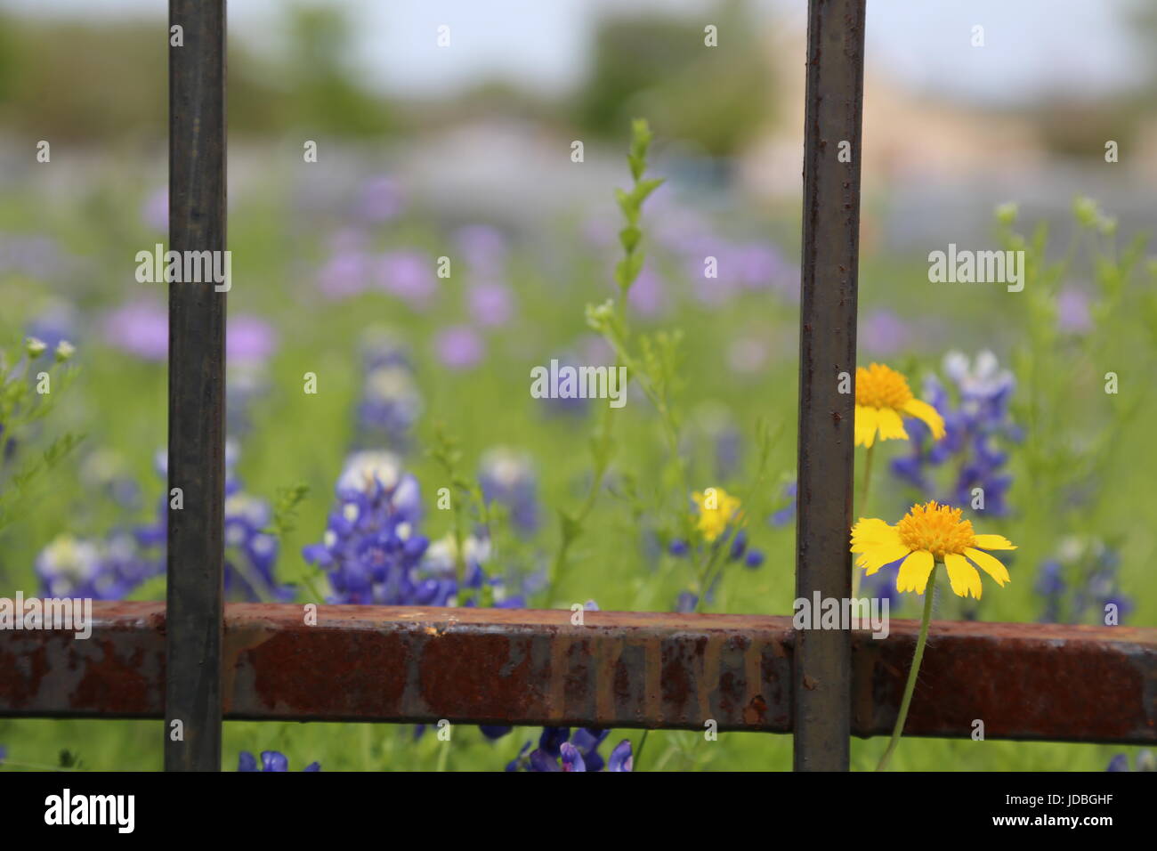 Texas yellow wildflowers hi-res stock photography and images - Alamy