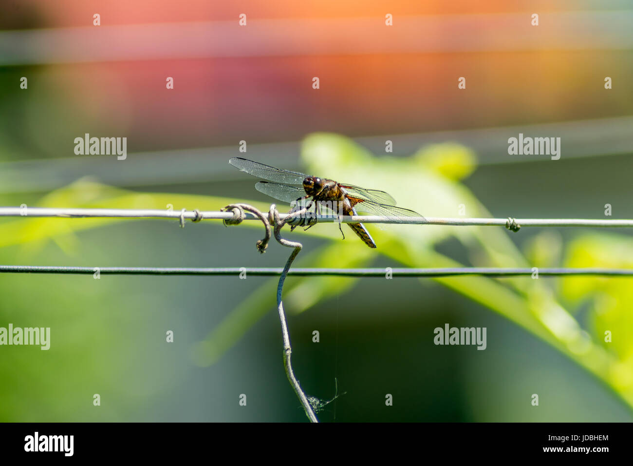 Detail of the dragonfly Libellula Depresa on the fence wire Stock Photo