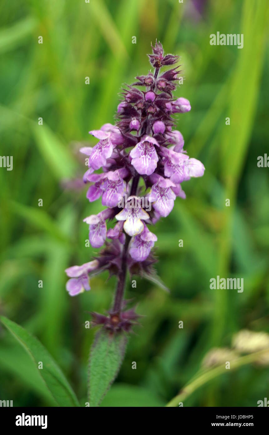 Field plant with beautiful violet flowers and green leaves Stock Photo