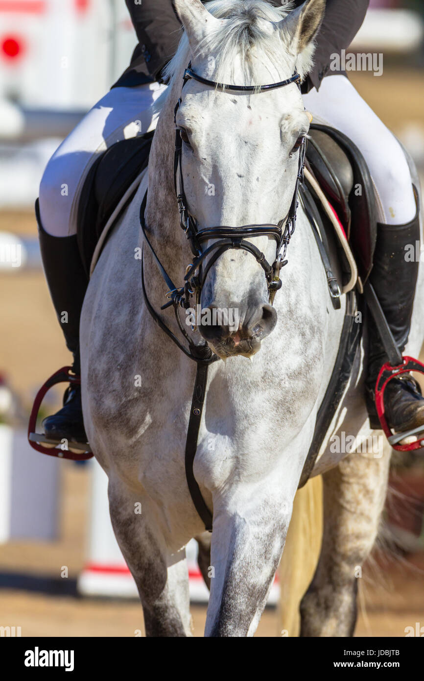 Rider horse jumping gate poles closeup action Stock Photo Alamy