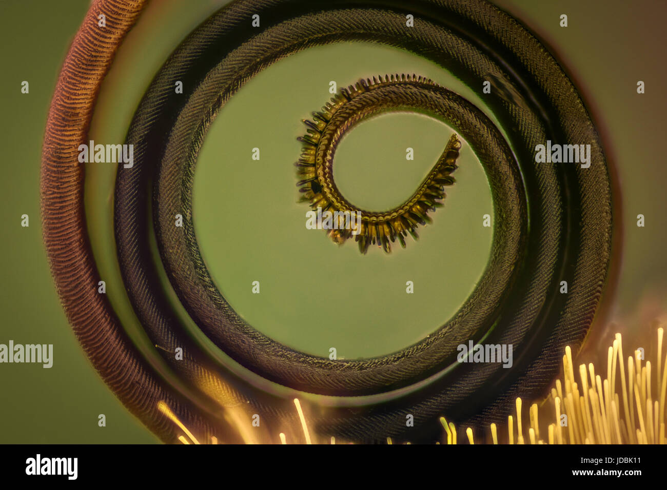 Extreme magnification Butterfly proboscis under the microscope Stock