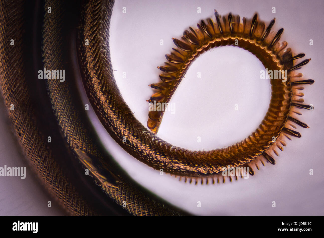Extreme magnification Butterfly proboscis under the microscope Stock
