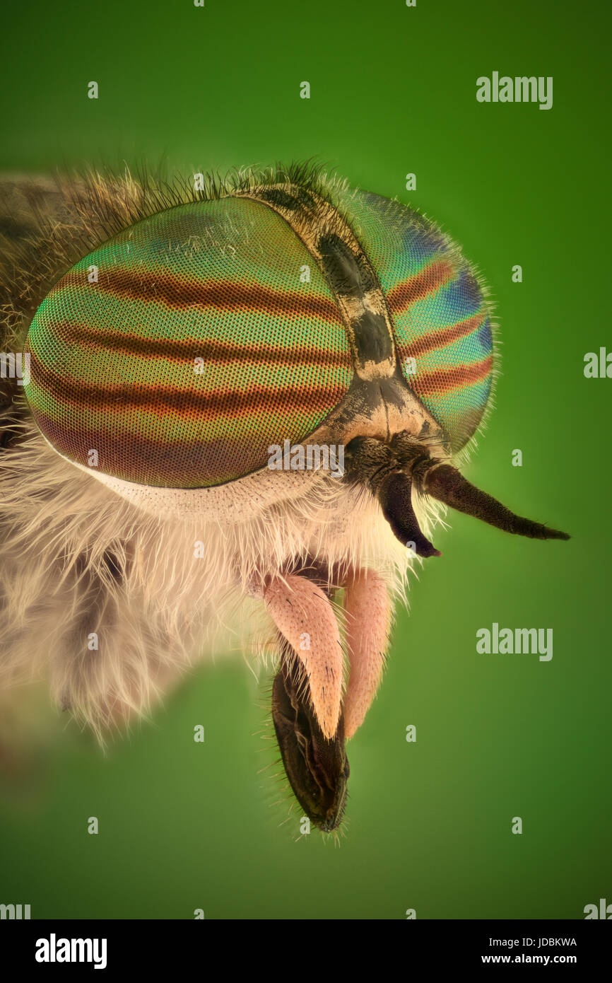 Horse Fly Bite High Resolution Stock Photography and Images Alamy