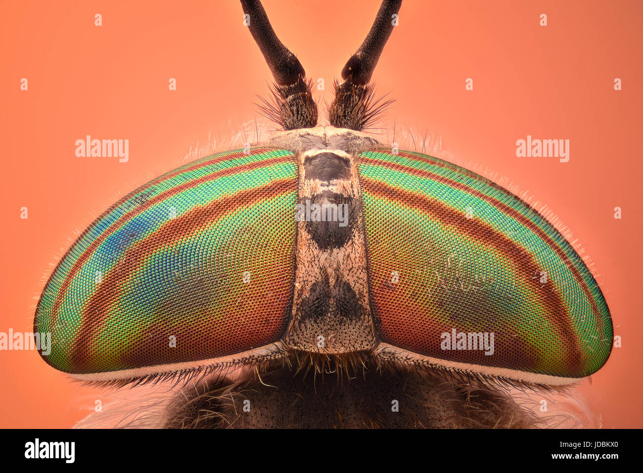 Extreme magnification Horse fly head and eyes, Hybomitra Stock Photo