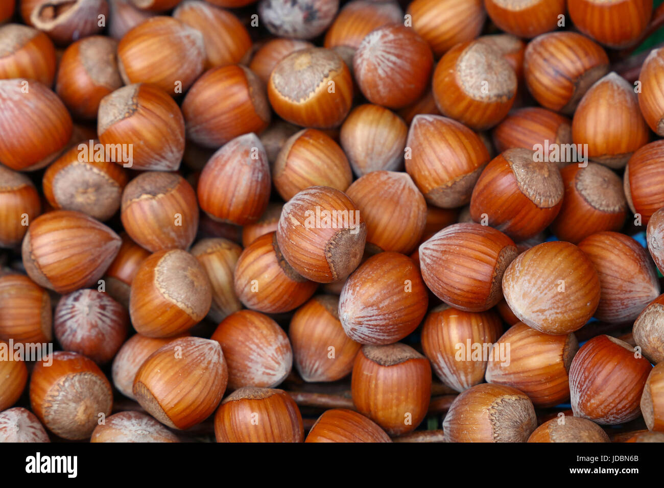 Whole big brown filbert hazelnuts with shell close up background ...