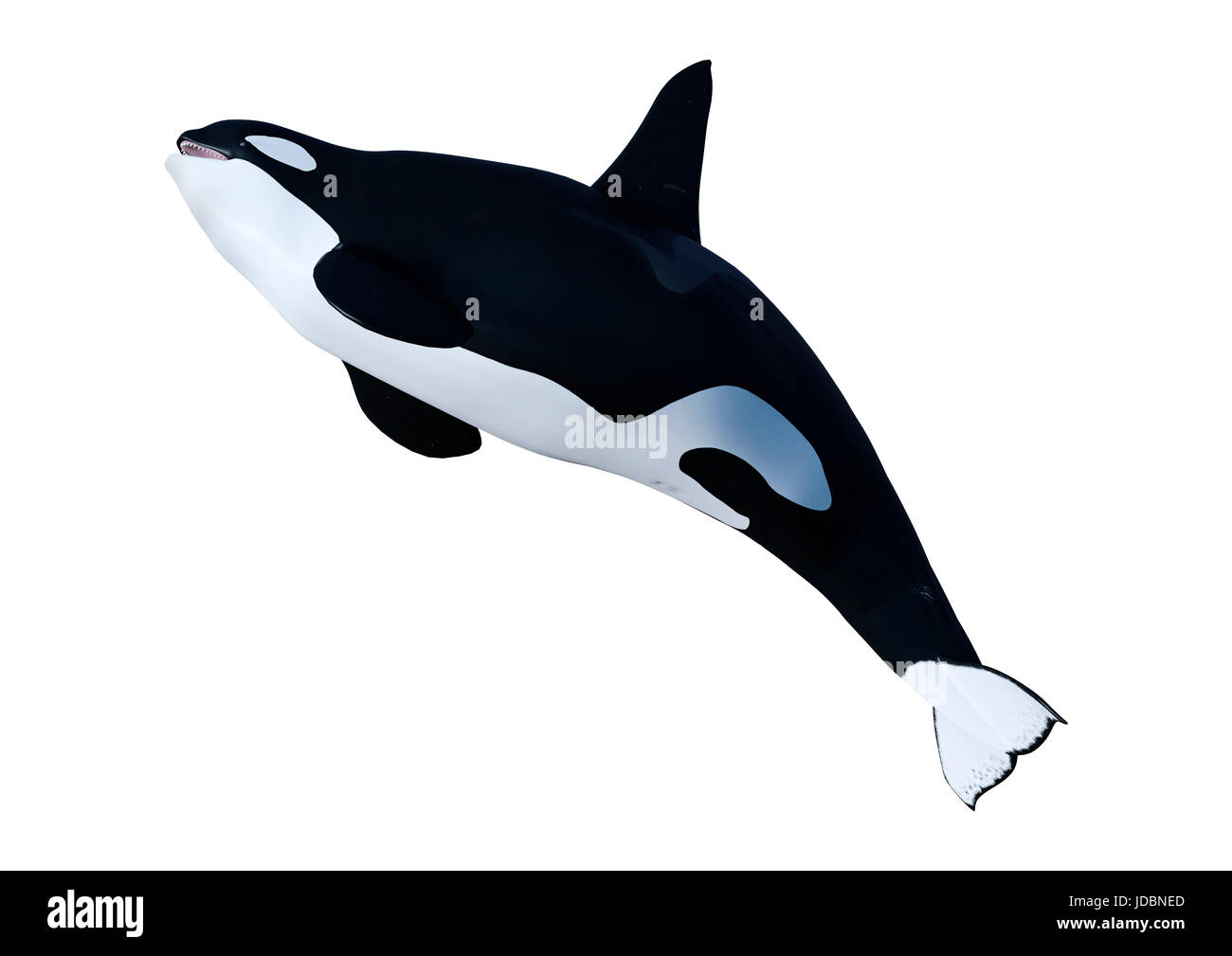 3D rendering of a killer whale or orca or Orcinus orca isolated on ...