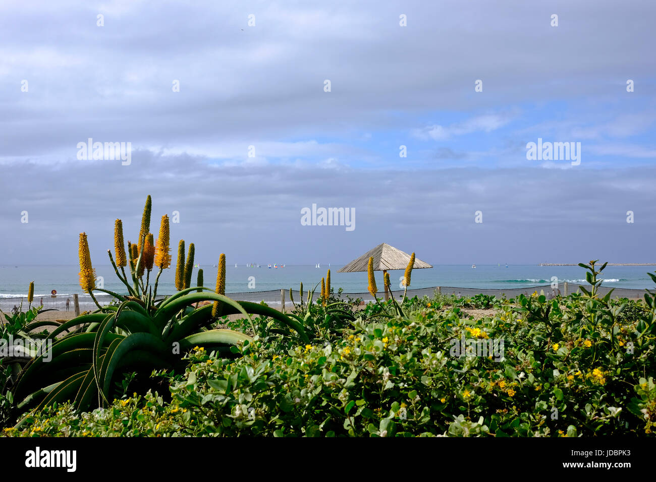 Durban South Africa. Aloes start to flower along the coast whilst yachts enjoy a morning sail in the mild early winter conditions in Durban. Stock Photo