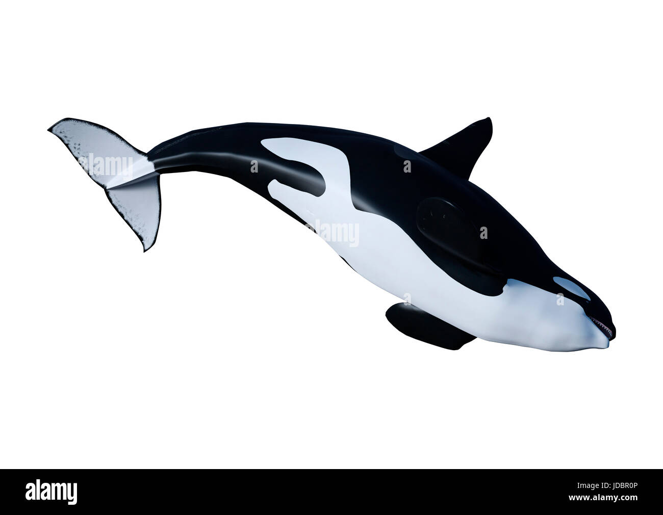 3D rendering of a killer whale or orca or Orcinus orca isolated on ...