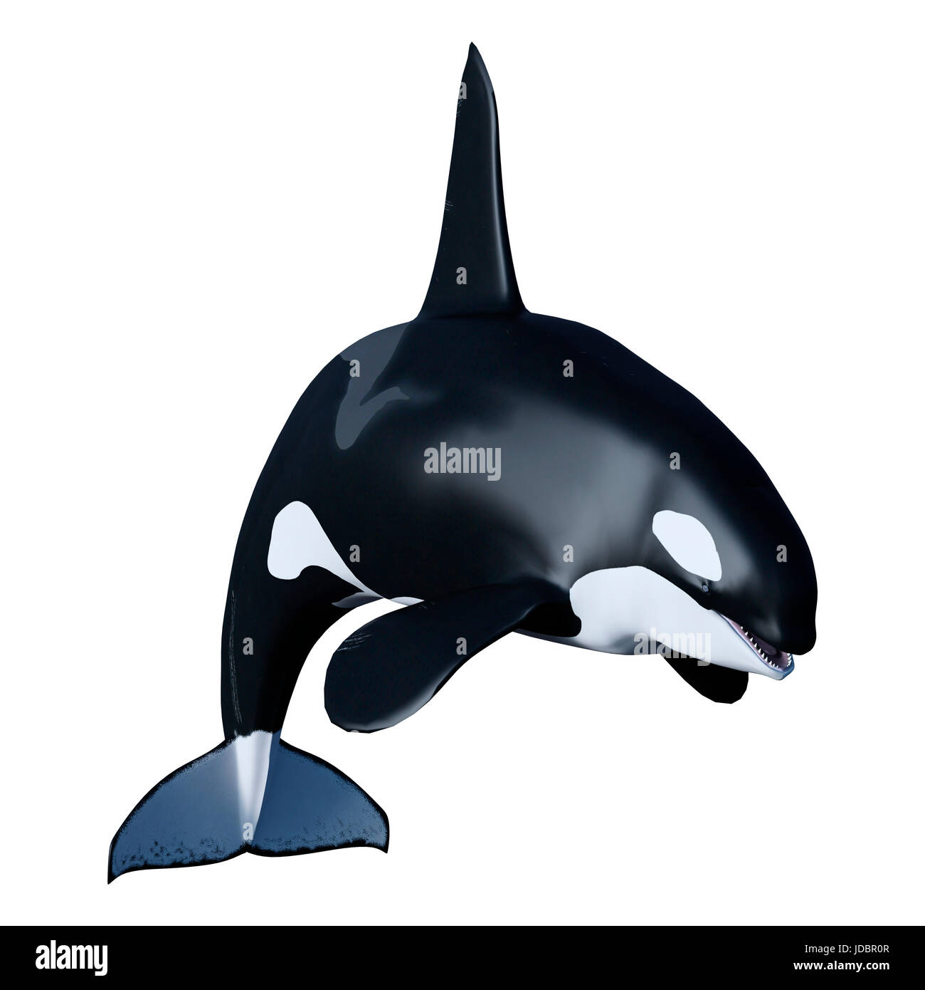 3D rendering of a killer whale or orca or Orcinus orca isolated on ...