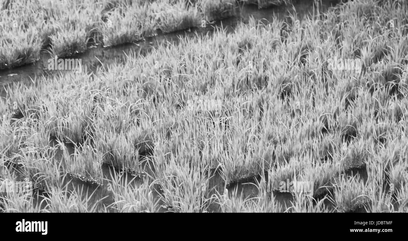 blur  in   philippines  close up of a rice cereal cultivation field Stock Photo