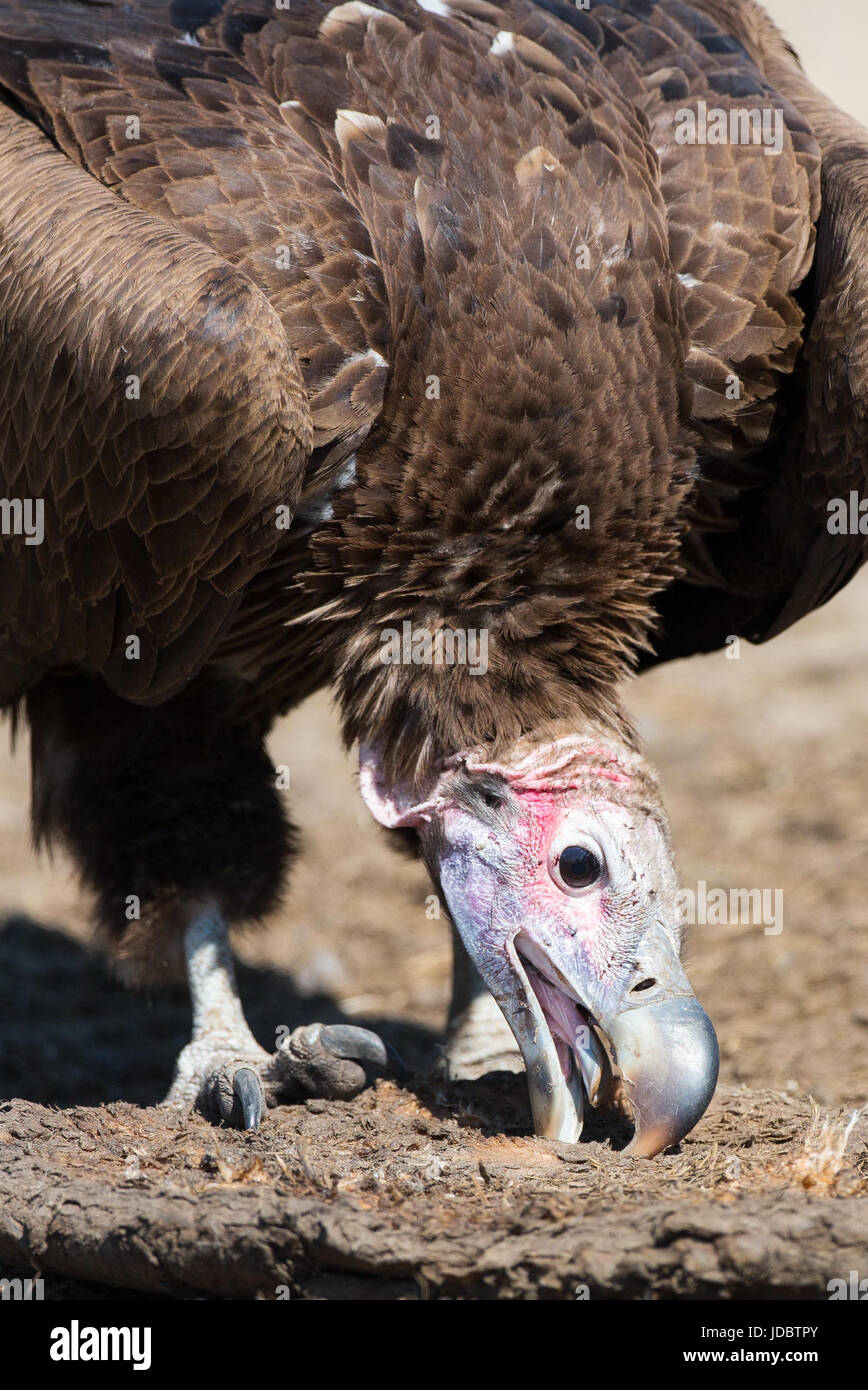 closeup photo of Lappet-faced Vulture ( Torgos tracheliotos ) bold head, massive beak and claws on the ground eating in Southern Africa Stock Photo
