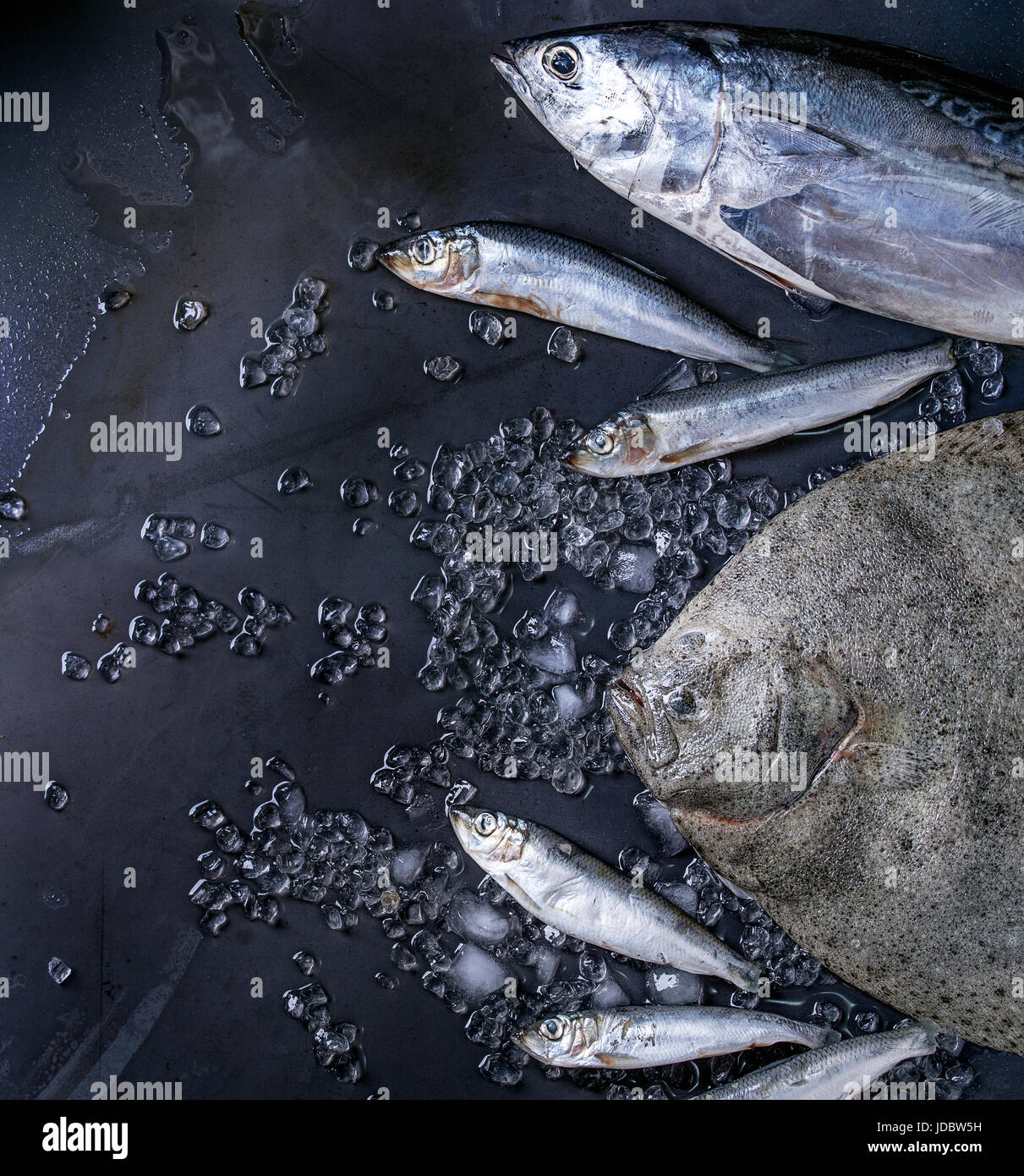 Raw fresh tuna, herring and flounder fish Stock Photo Alamy