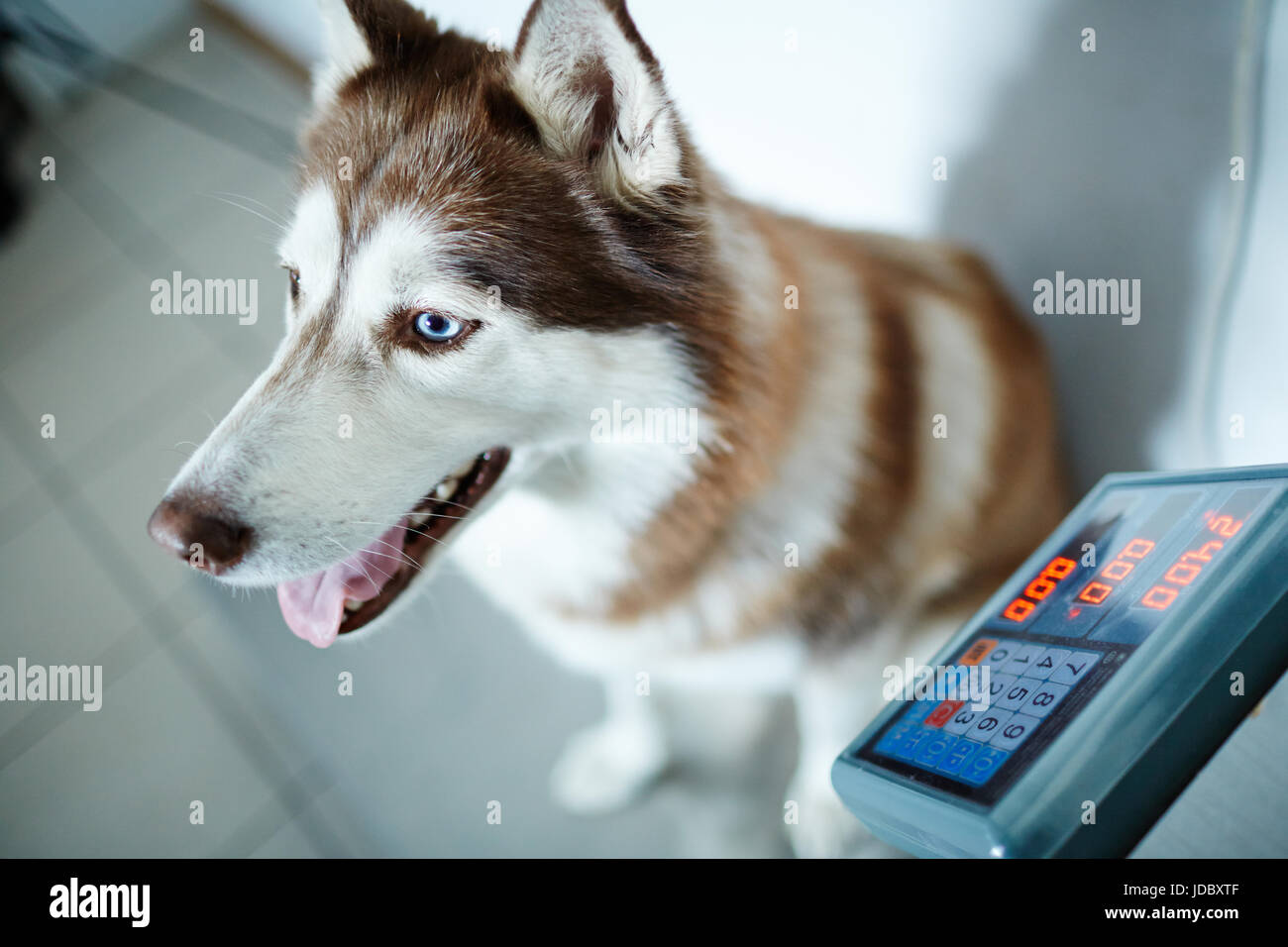 Weight of dog Stock Photo Alamy