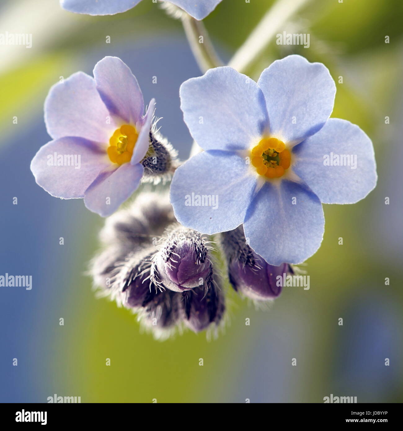 Wood  forget-me-not Stock Photo