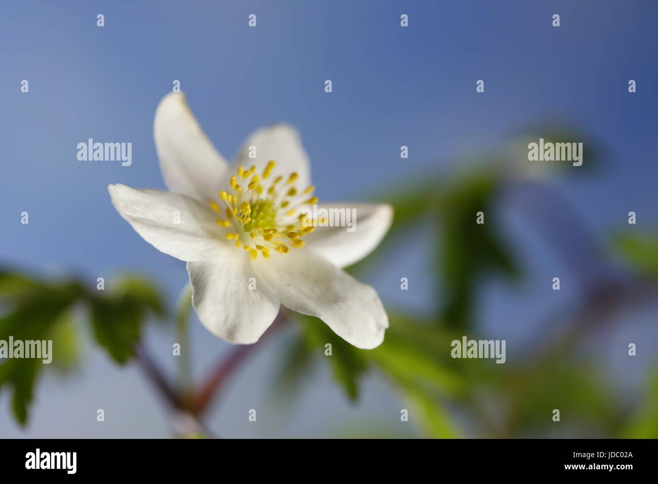 Wood anemone known also as windflower, thimbleweed and smell fox Stock Photo