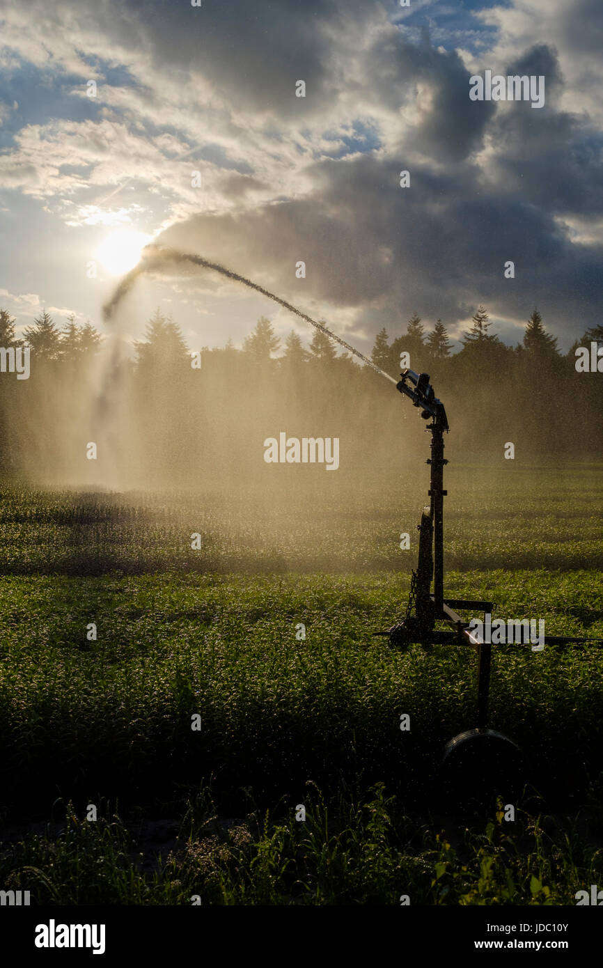 Crop spraying with a water cannon sprinkler ensures a proper distribution of water Stock Photo