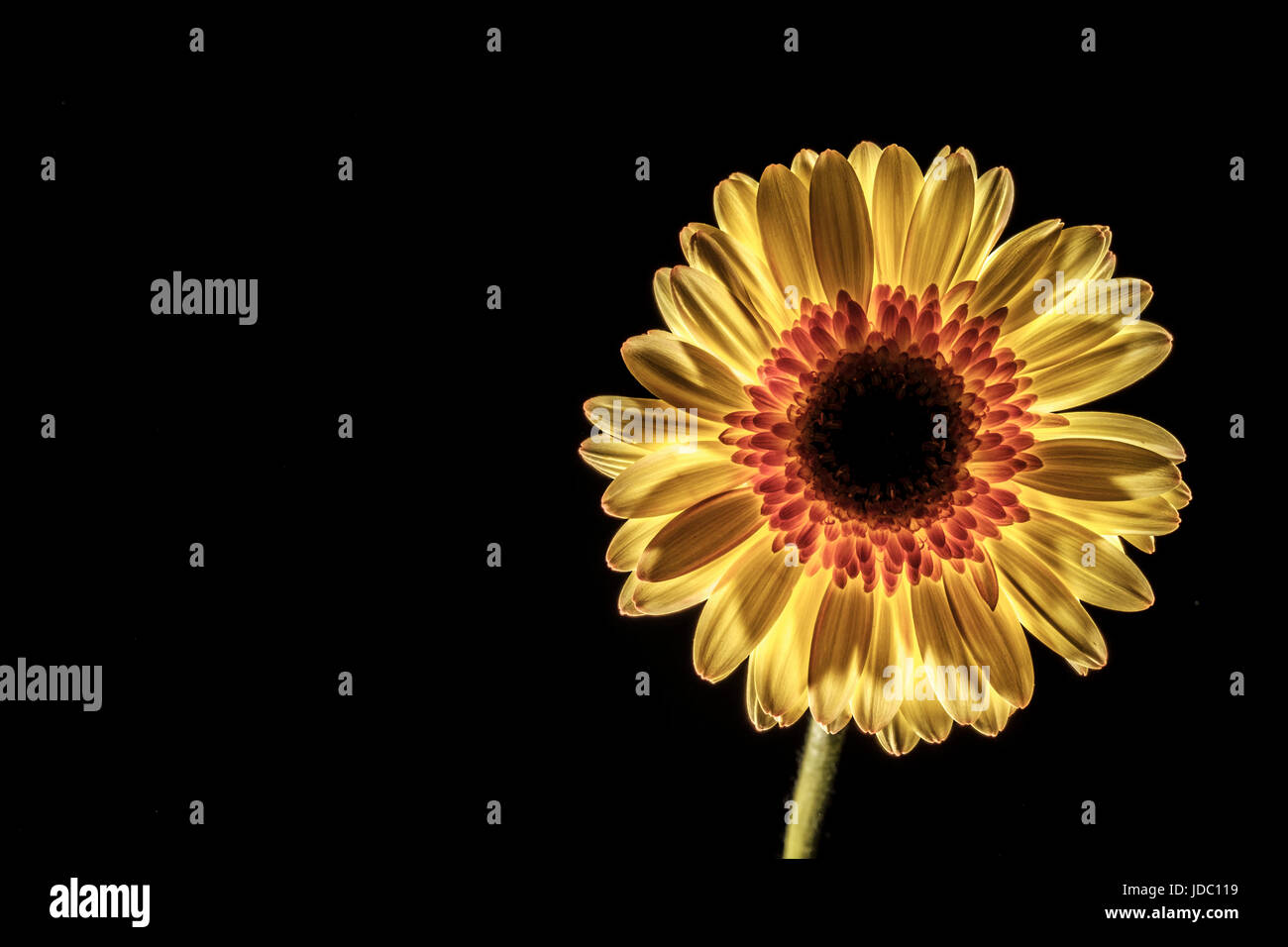 low key gerbera on a black background with copy space Stock Photo