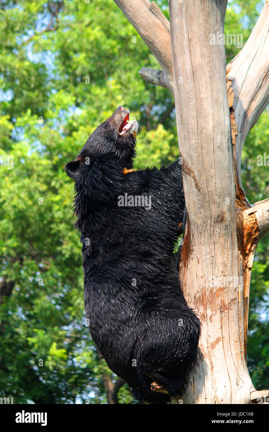 Asian Black Bear or the Himalayan Black Bear (Ursus thibetanus or Selenarctos thibetanus) climbing tree at National Zoological Park Stock Photo