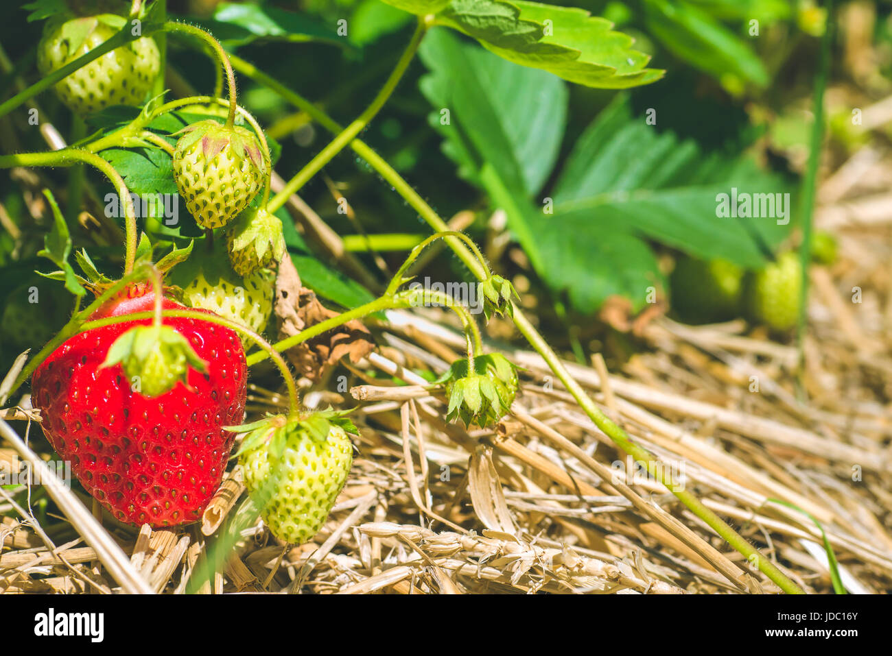 Fresh growing strawberries begining to ripe close up Stock Photo - Alamy