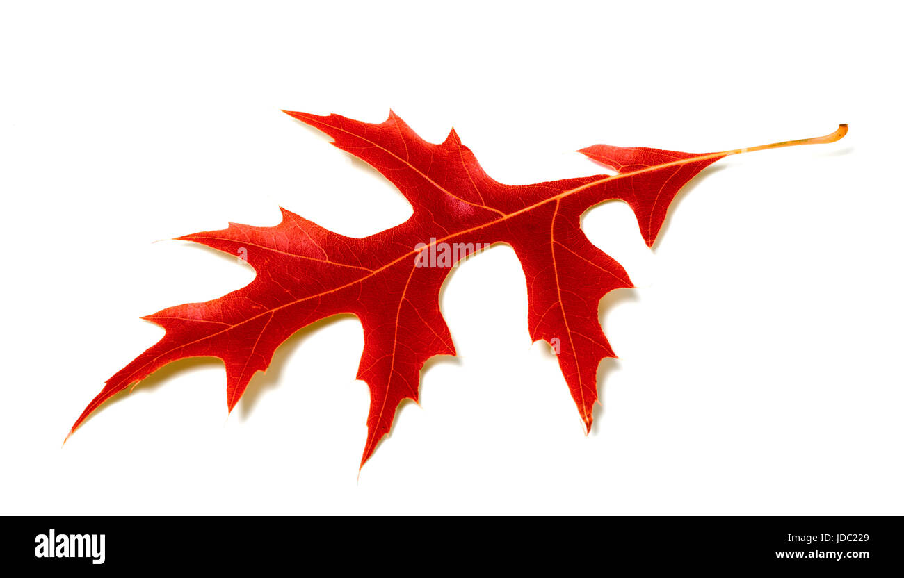 Swamp white oak leaf hi-res stock photography and images - Alamy