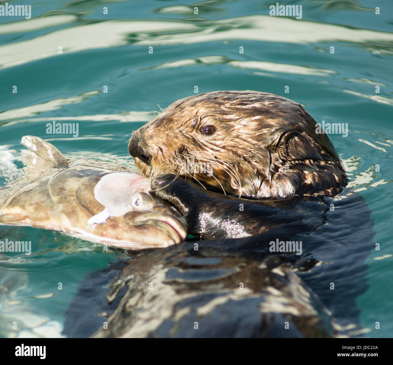 A Sea Otter holds a large fish head on the water's surface Stock Photo