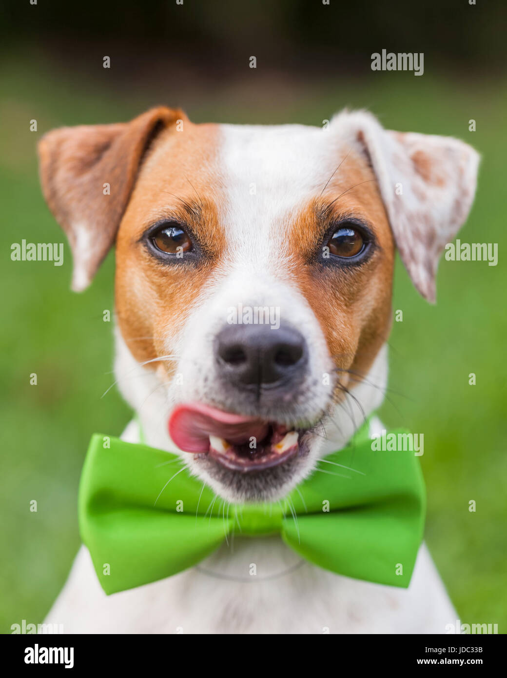 Jack Russell Terrier Female Dog With A Green Tie Stock Photo