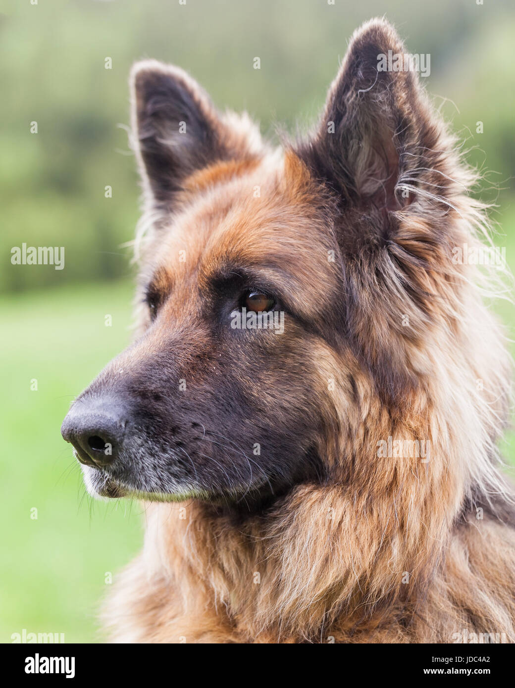 Portrait Of A German Sheperd Female Dog In Retezat Mountains, Romania Stock Photo