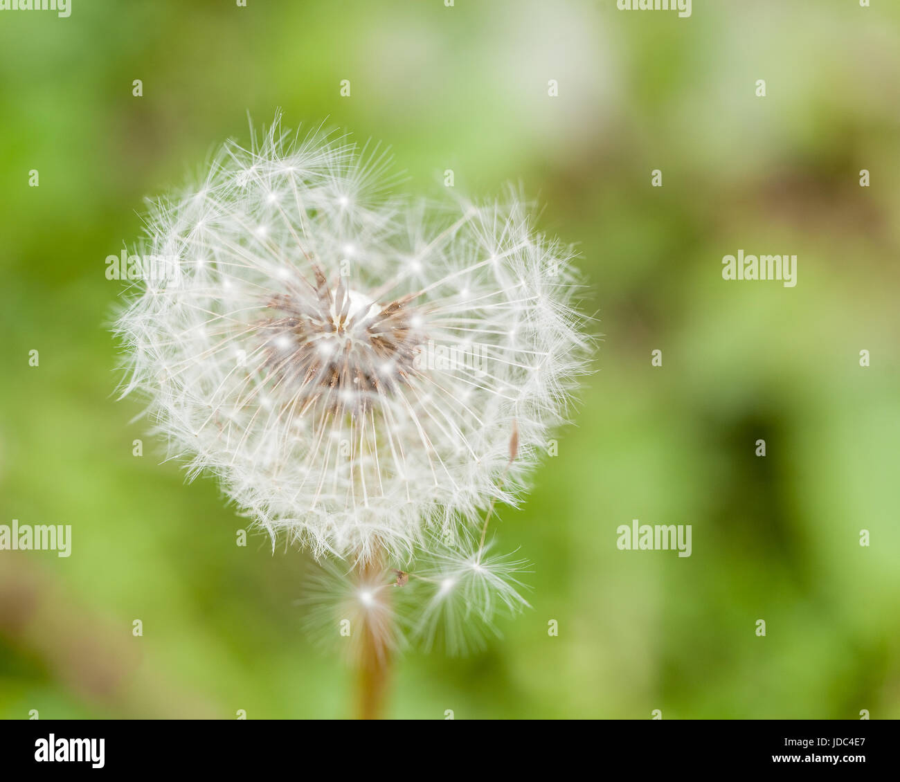 Dandelion Flower With Flying Feathers On Green Background, Retezat Mountains, Romania Stock Photo