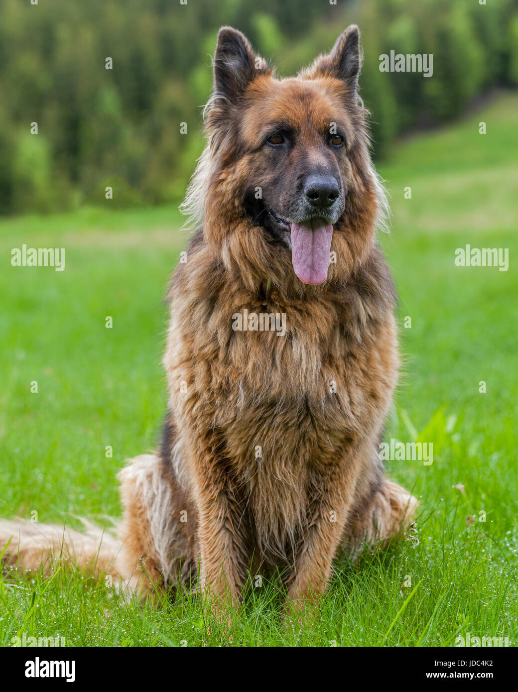Portrait Of A German Sheperd Female Dog Lying On Grass In Retezat Mountains, Romania Stock Photo