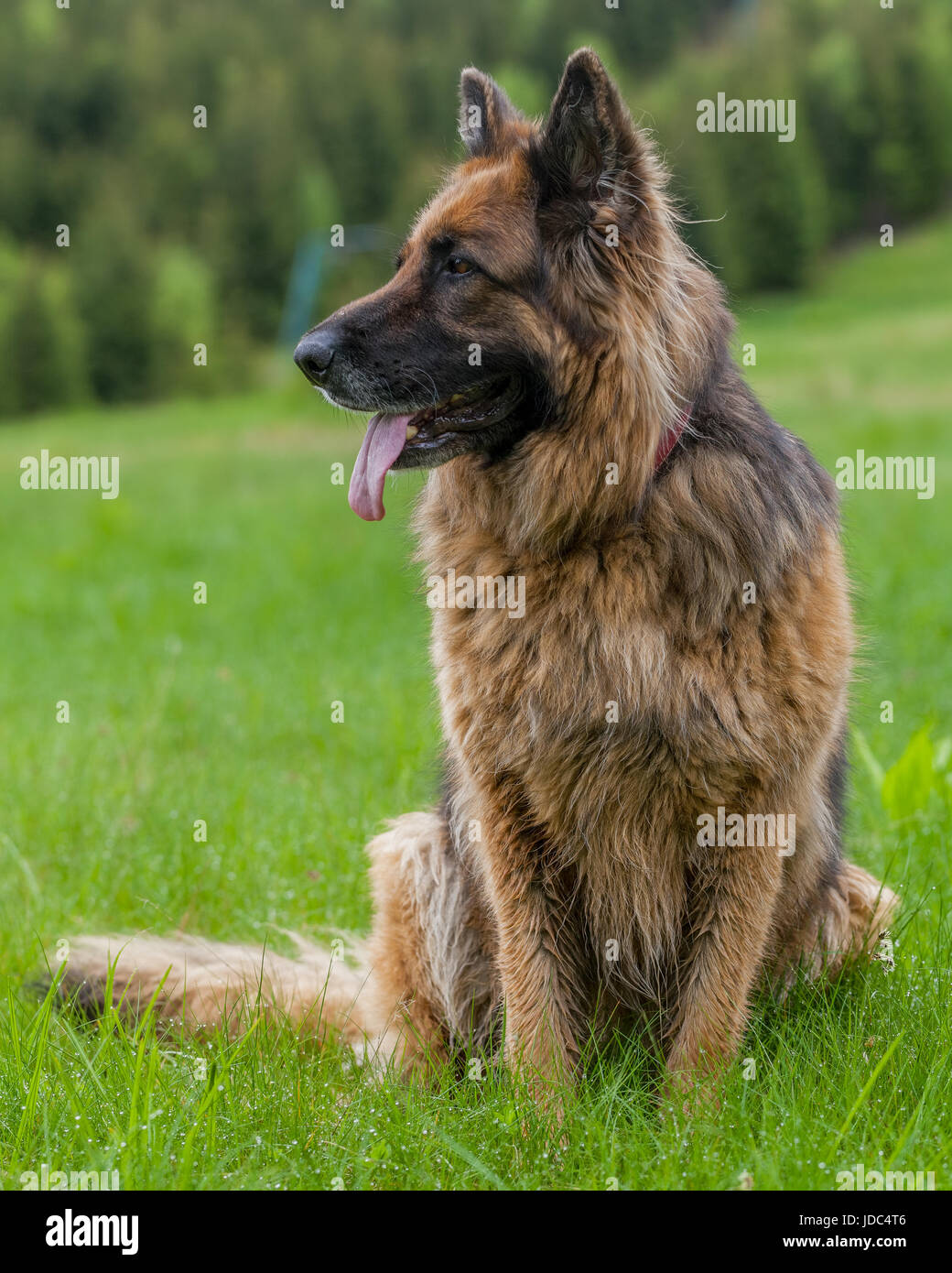 German Sheperd Female Dog Lying On Green Grass In Retezat Mountains, Romania Stock Photo