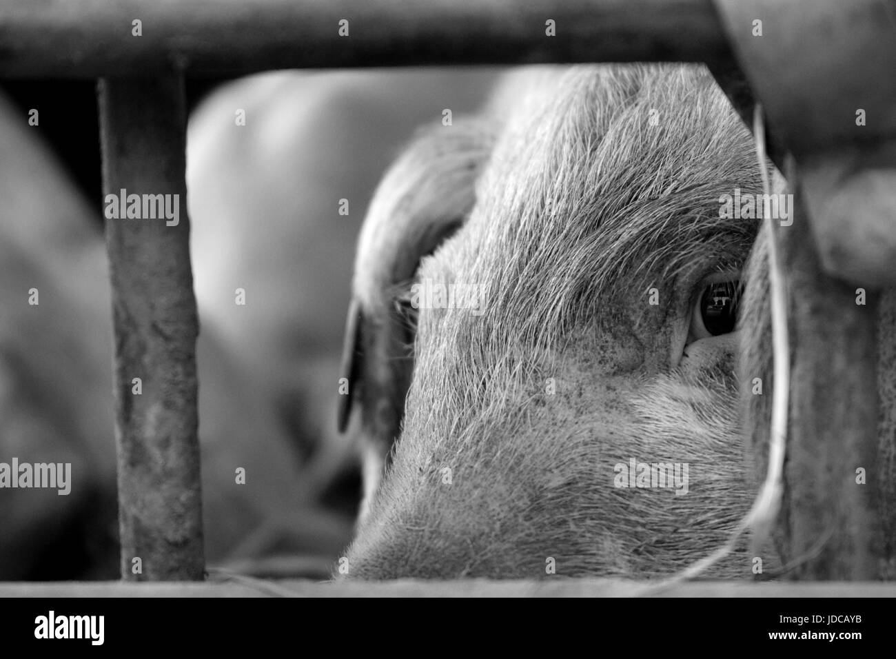 Caged animal hires stock photography and images Alamy