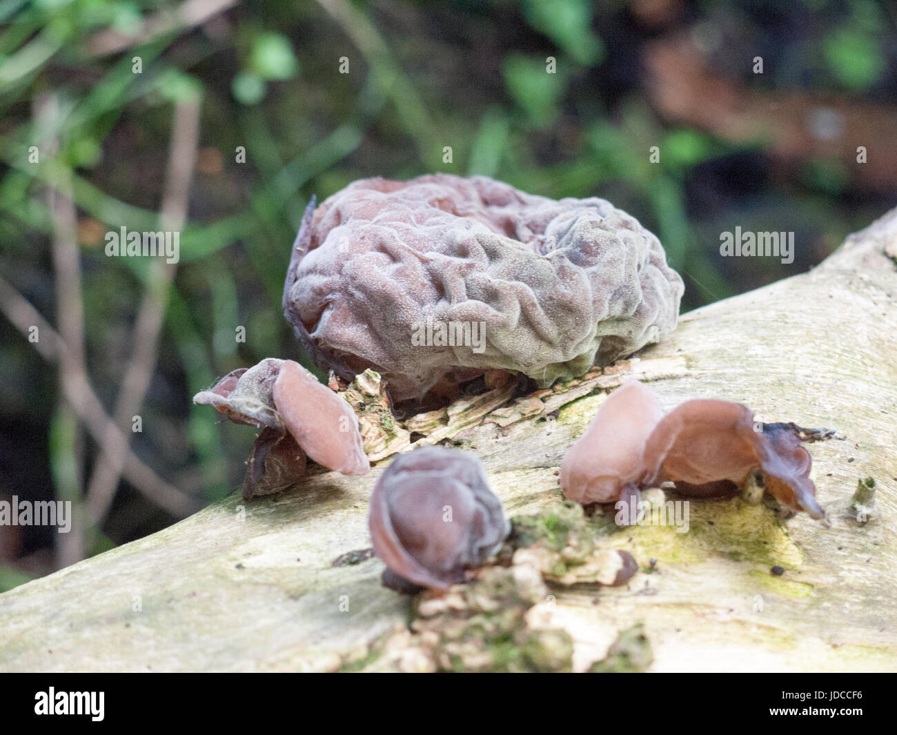 Brain Mushroom High Resolution Stock Photography and Images Alamy