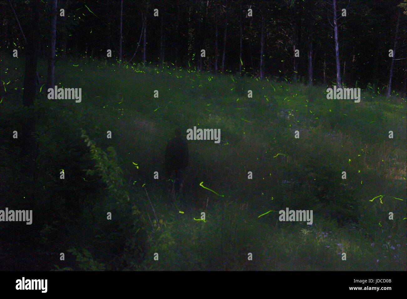 Fireflies captured at the Runge Nature Center in Jefferson City, MO