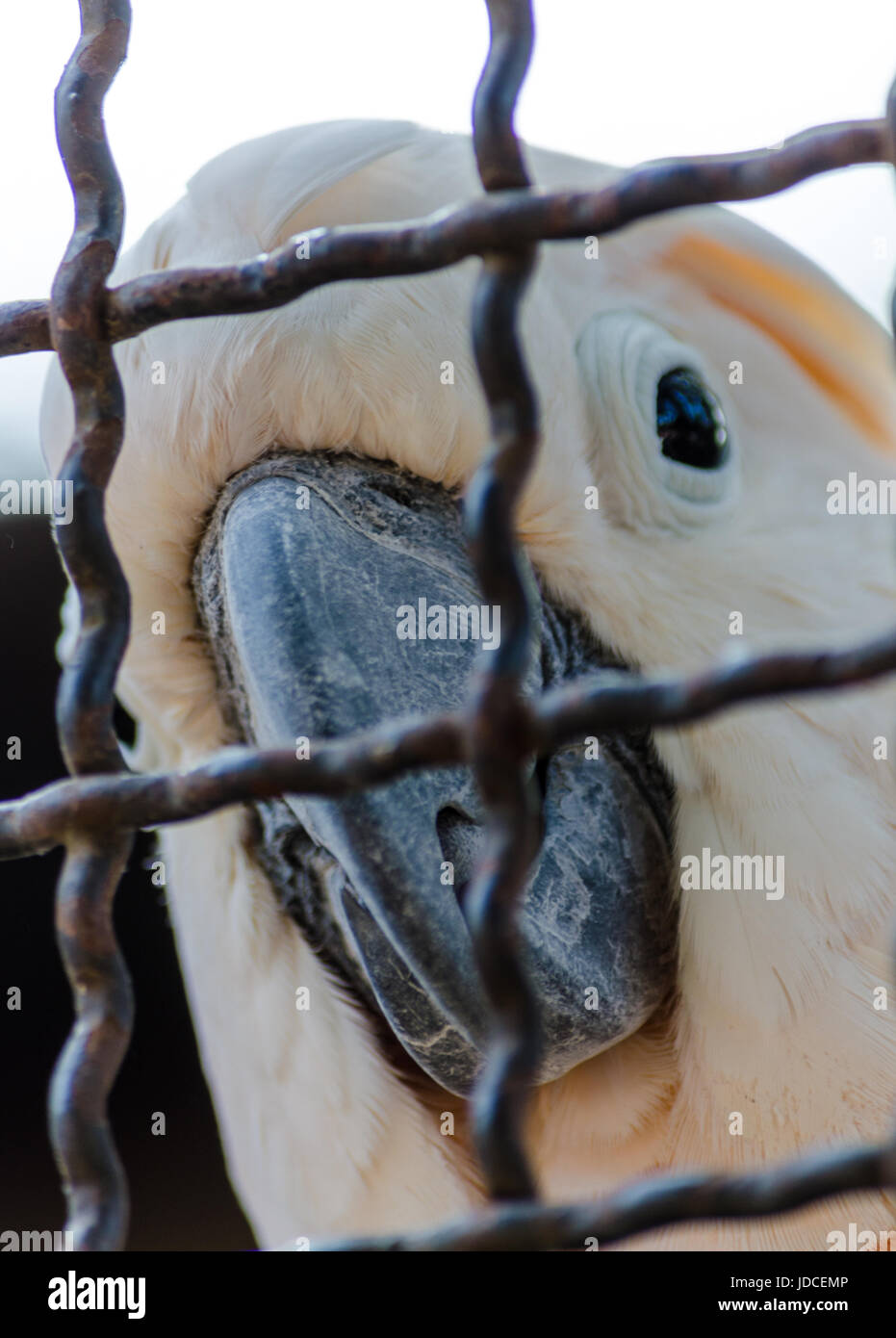 Parrot In Cage High Resolution Stock Photography and Images Alamy
