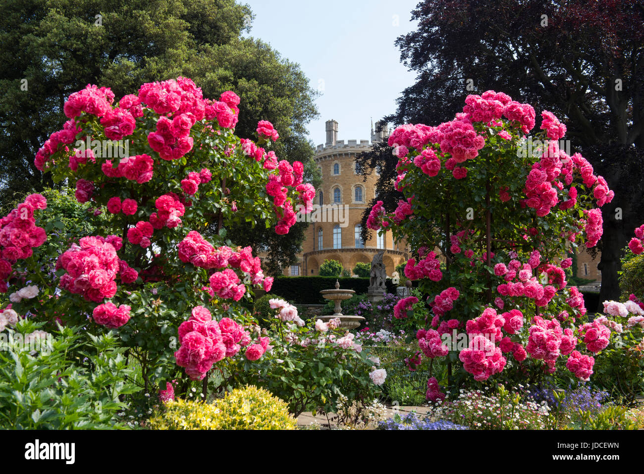 A view of Belvoir Castle through the pretty flowers in the Rose Garden, Leicestershire England UK Stock Photo