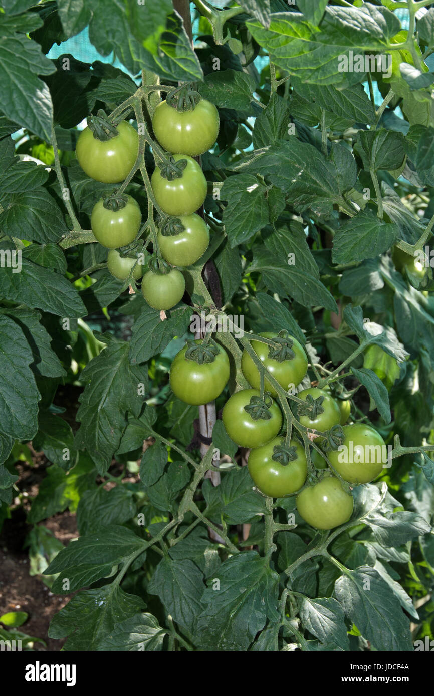 Ventilating tomatoes hires stock photography and images Alamy