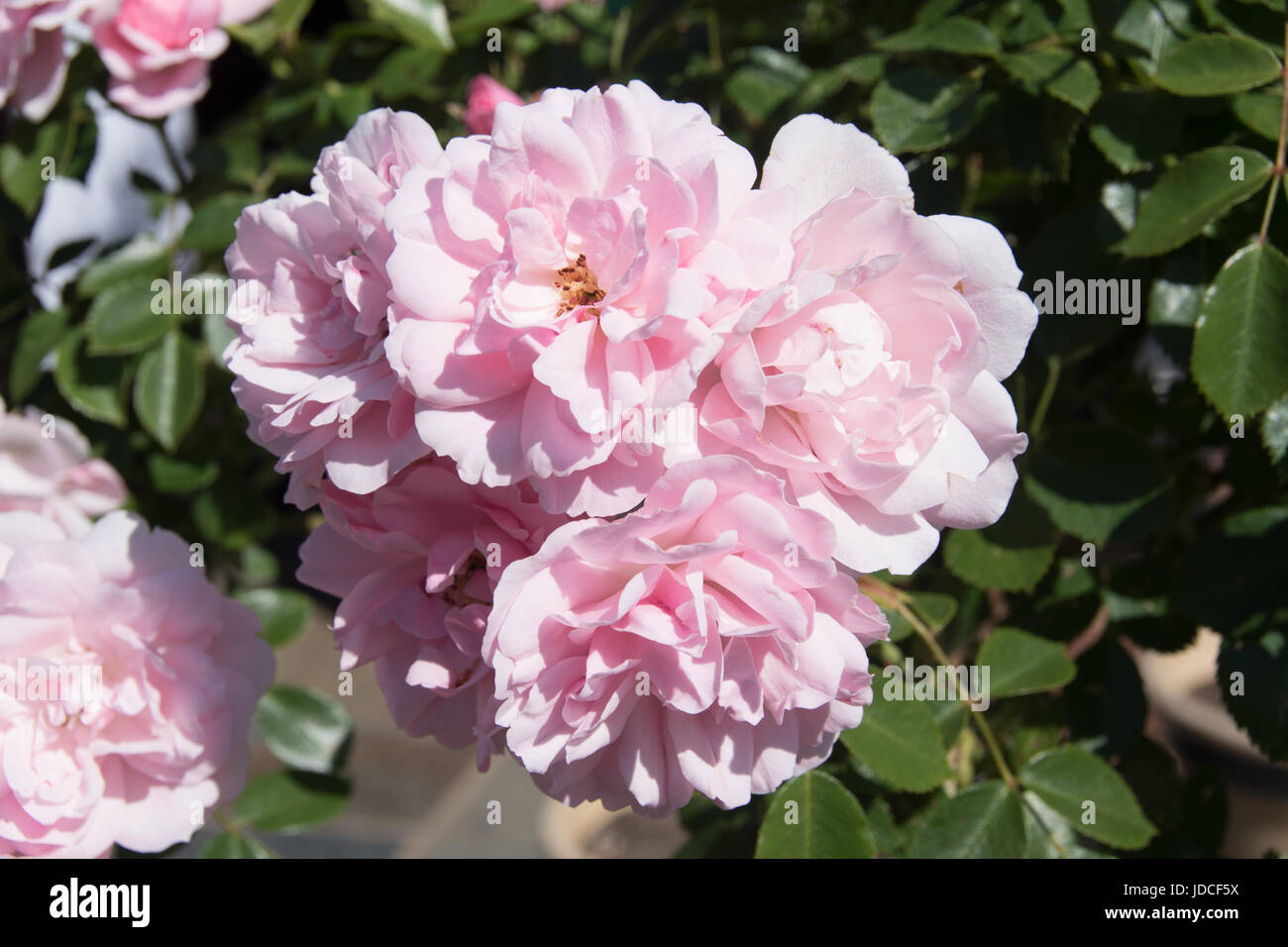Shrub rose ‘pink flower carpet’ hires stock photography and images Alamy