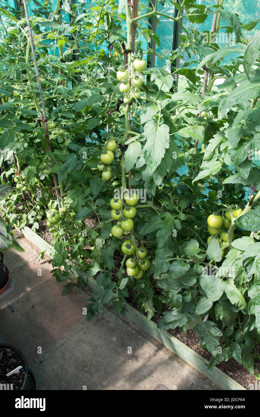 Ventilating tomatoes hires stock photography and images Alamy