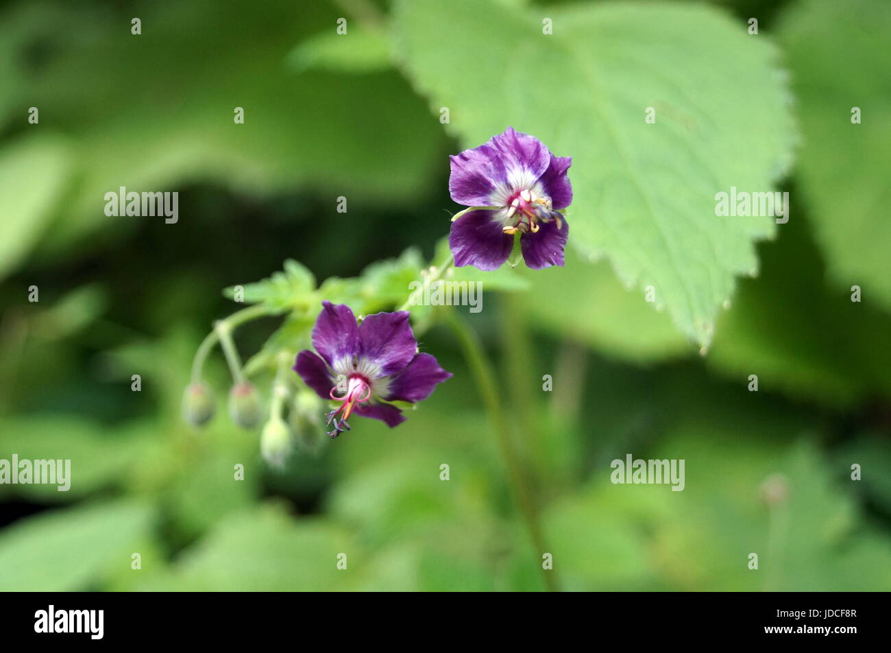 Forest plant with small purple flowers and green leaves Stock Photo - Alamy