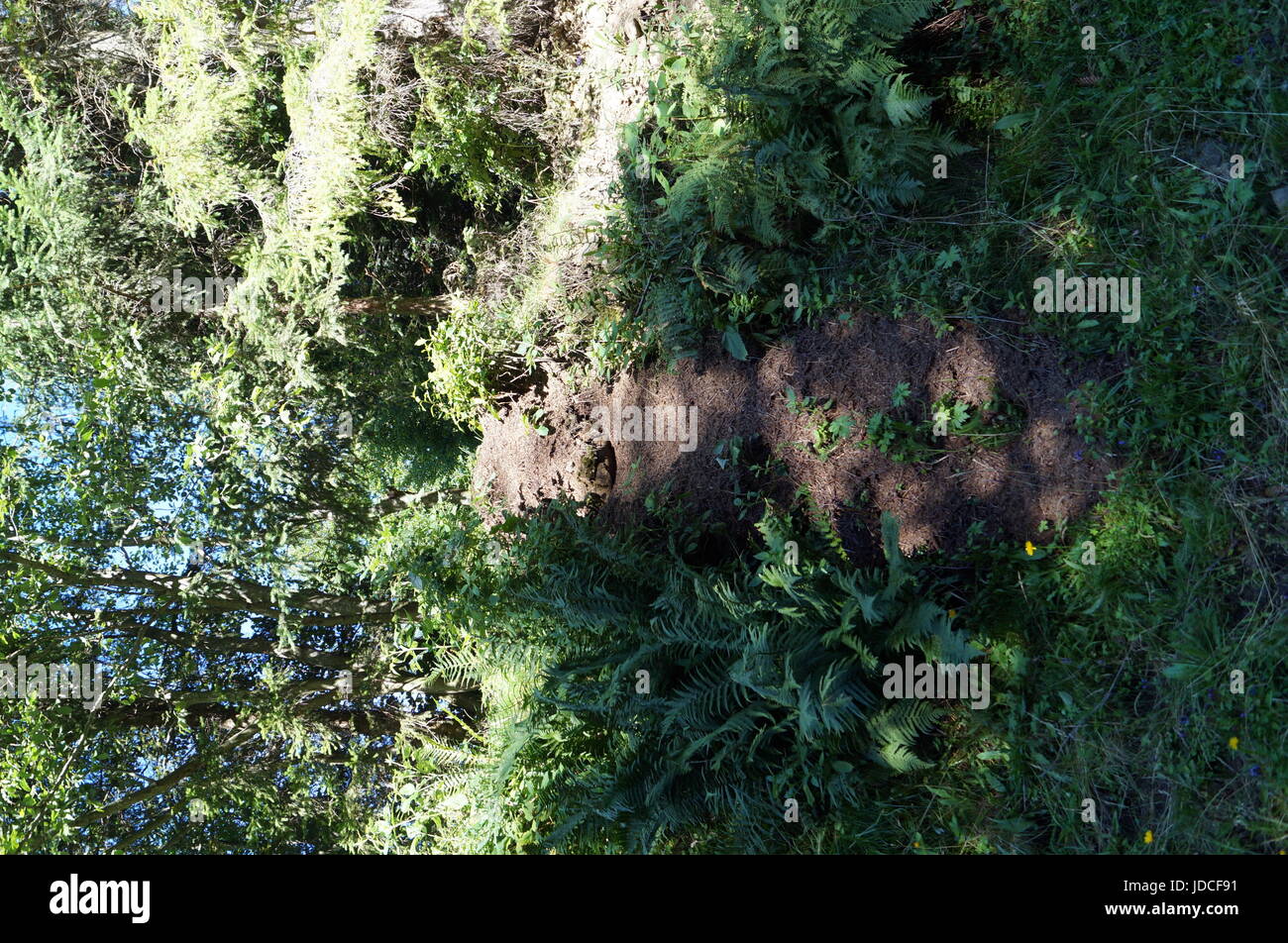 A path in the forest between the green grass and tall trees Stock Photo ...