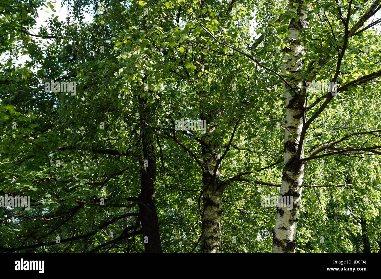 Birch branches with green leaves on a tree with a white trunk Stock ...