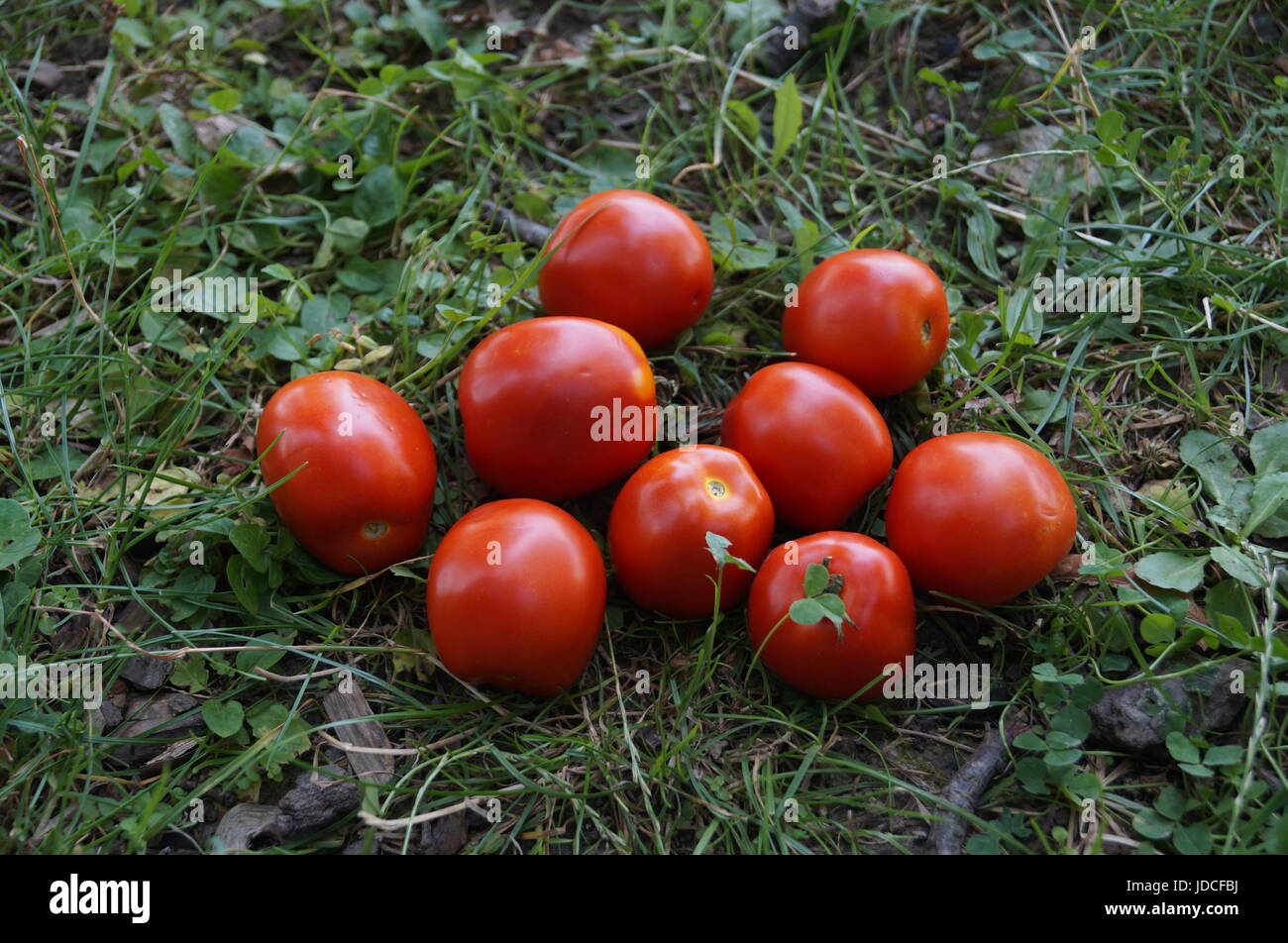 Red ripe tomatoes lie on green grass on a summer day Stock Photo - Alamy