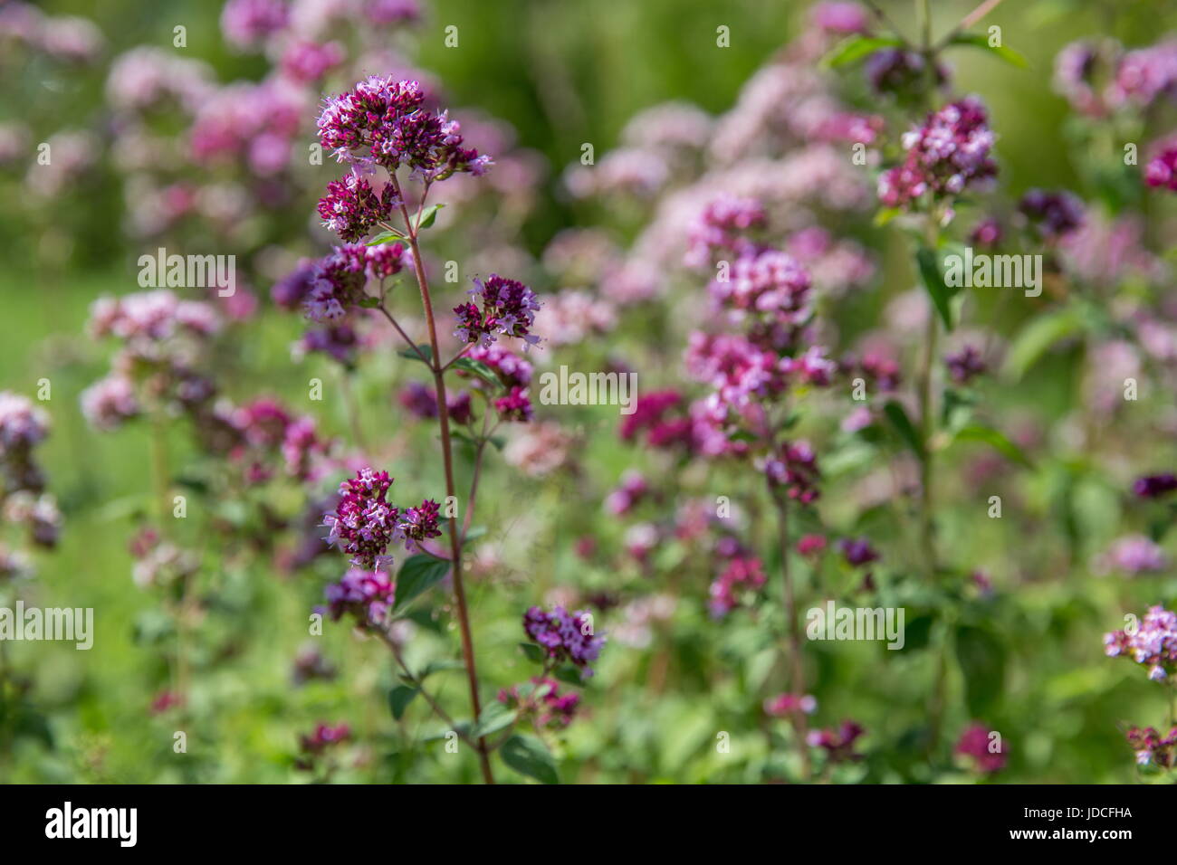 Purple flowers of origanum vulgare or common oregano, wild marjoram