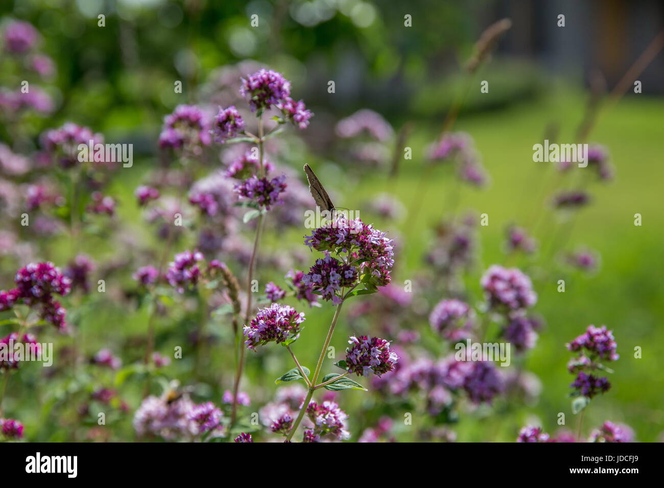 Purple flowers of origanum vulgare or common oregano, wild marjoram