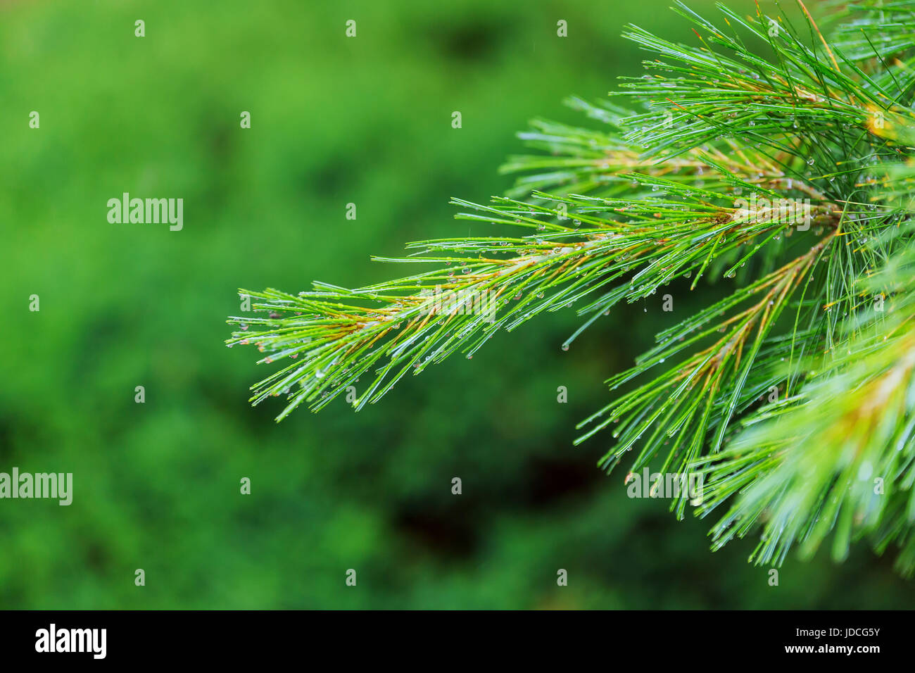 Close-up of pine branches with water drops Stock Photo